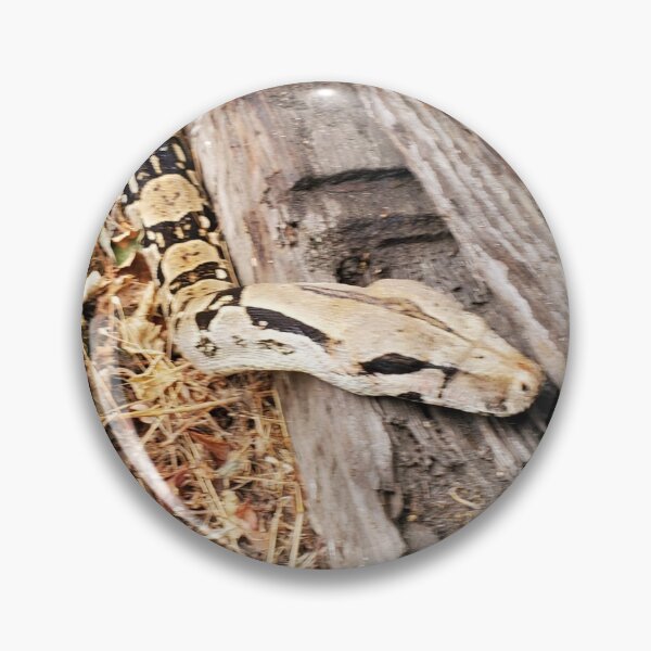 Item preview, Boa Constrictor Pair designed and sold by TJs-Wild-World.