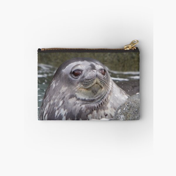Item preview, Weddell seal pup in Antarctica designed and sold by Michael S Nolan.