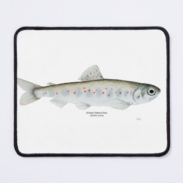 Mouse Pad for Computers,Gaming Mouse-Pads Office for Laptop Mouse Mat for PC  Non Slip Mice Pad Angler Fisherman Bass Lure Fly Fishing Gear 2T1559 :  : Computers & Accessories