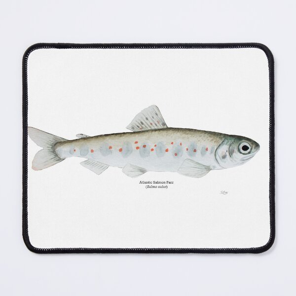 Item preview, Atlantic Salmon Parr designed and sold by Stephen Emms.
