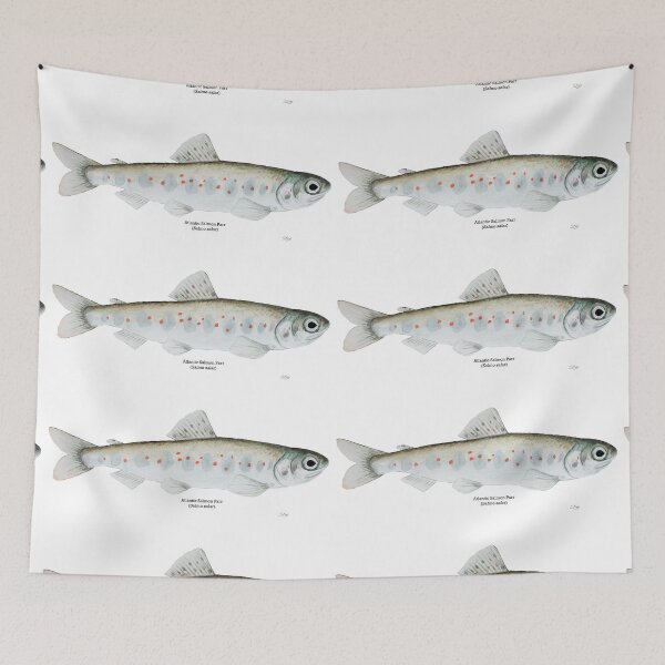 Item preview, Atlantic Salmon Parr designed and sold by Stephen Emms.