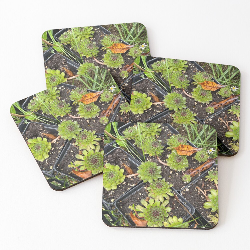 Item preview, Coasters (Set of 4) designed and sold by Chevely.