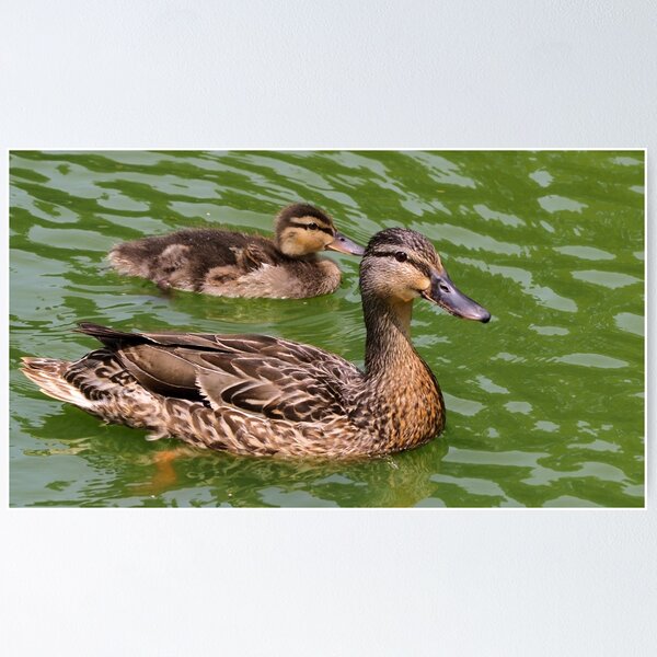Item preview, Mother Mallard Duck With Its Baby designed and sold by BackyardBirder.