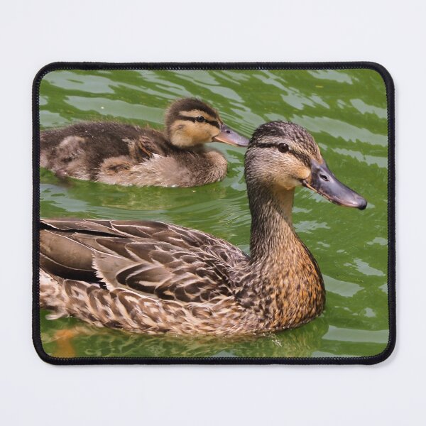 Aperçu de l'œuvre Mère Canard Colvert Avec Son Bébé créée et vendue par BackyardBirder.