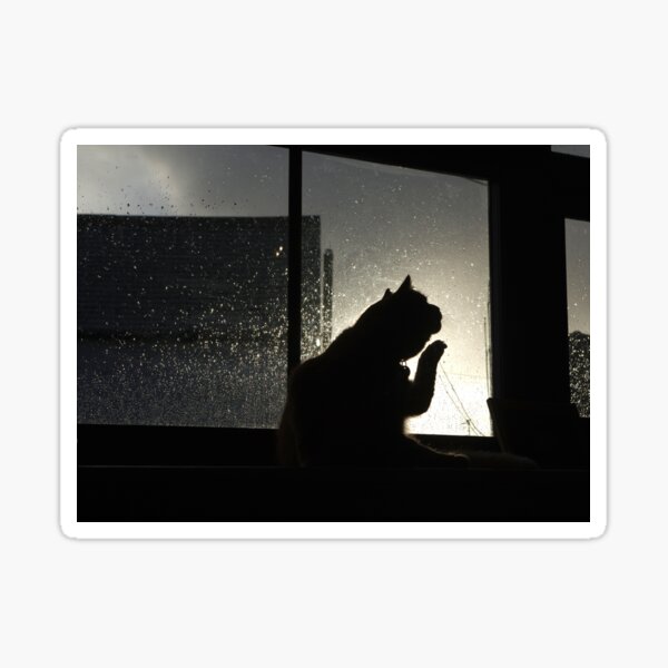 Ginger cat and rainy window Sticker