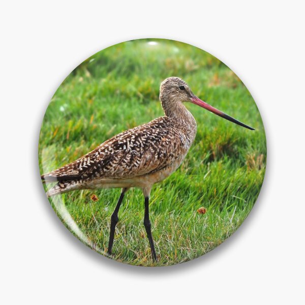 Item preview, Marbled Godwit Standing Tall designed and sold by BackyardBirder.