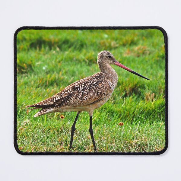 Item preview, Marbled Godwit Standing Tall designed and sold by BackyardBirder.