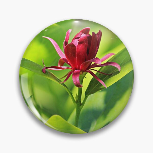 Item preview, Western Spice Bush Flower designed and sold by Martha Sherman.