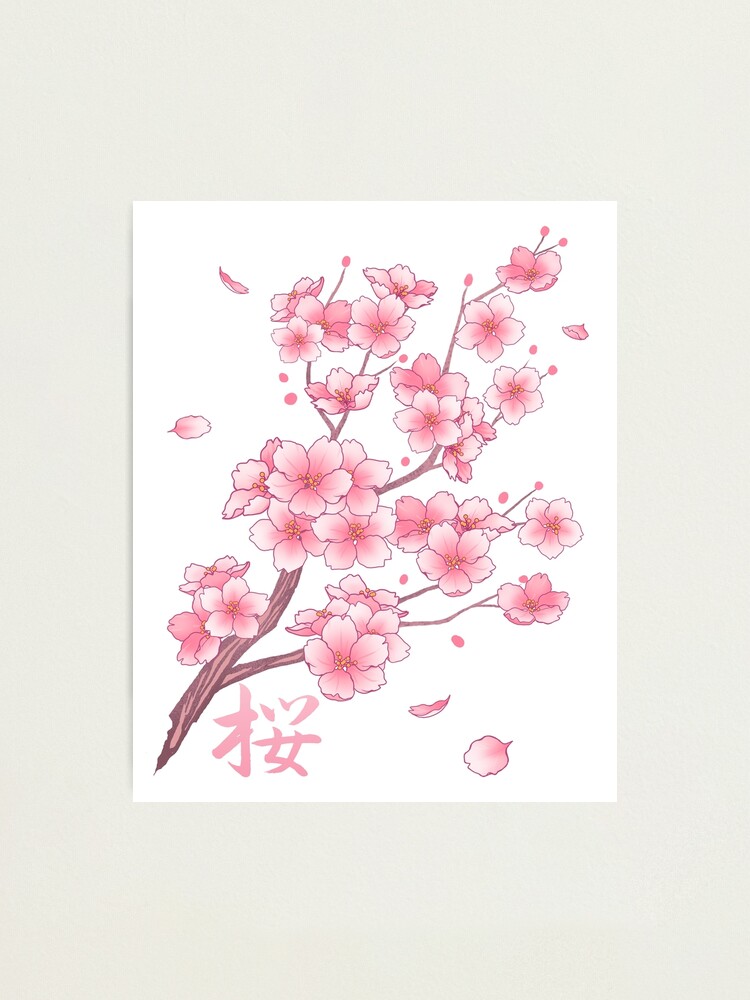 Falling Pink Sakura Cherry Blossom branches on white