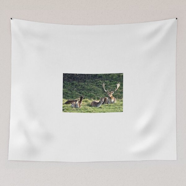 Item preview, Fallow deer / Daniel (Dama dama) ♀ ♂ - easy designed and sold by MarekM.