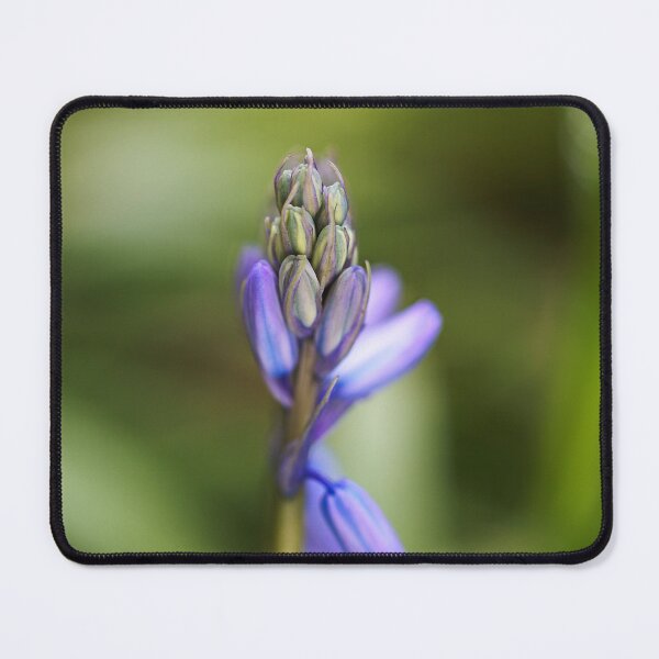 Item preview, Bluebell Flower Opening designed and sold by Joy Watson - Natural Light Photography .