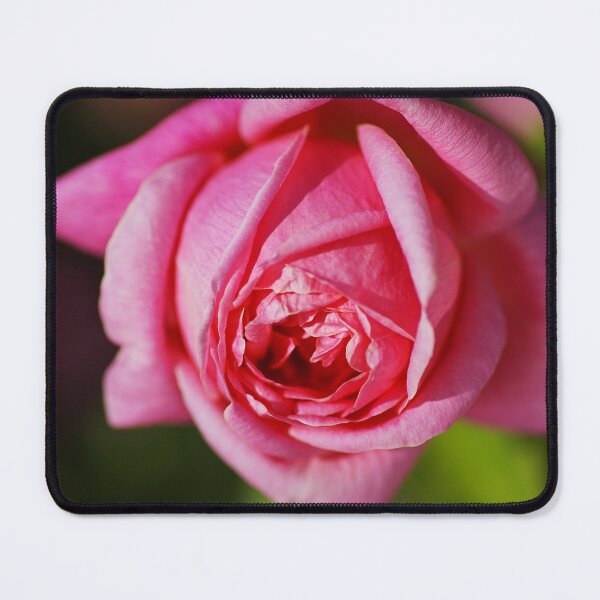 Item preview, Bright And Happy Pink Rose designed and sold by Joy Watson - Natural Light Photography .