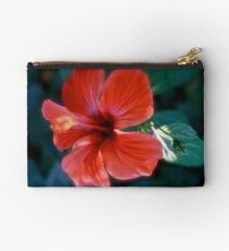Hibiscus from Lycia (Turkey). Brown Sugar BookStory 2008. Virews : 465. Studio Pouch