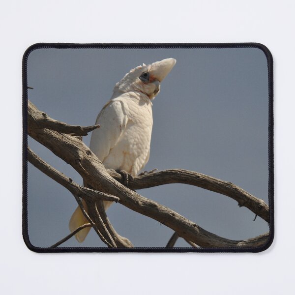 Item preview, Cocky, Port Elliot, Australia 2019 designed and sold by muz2142.