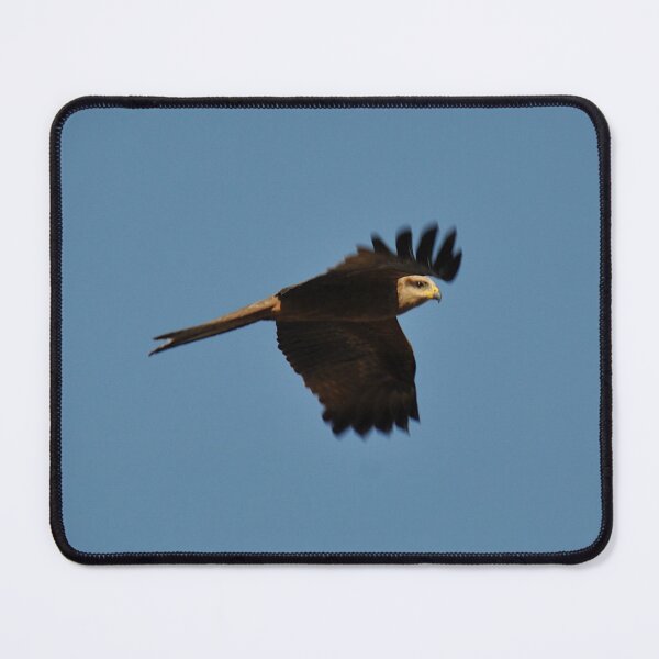 Item preview, 20190914 Wedgetail Eagle, Sturt Highway, NSW, Australia  designed and sold by muz2142.