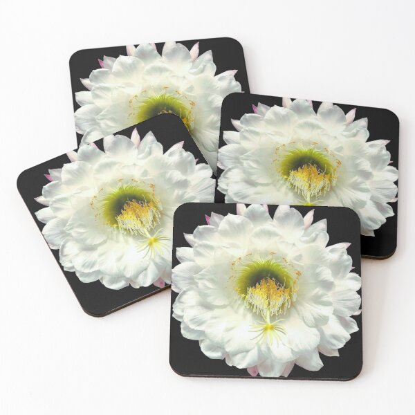Item preview, Cactus Flower l Sun Goddess l Night Bloom l White Blossom l Trichocereus designed and sold by imyourfavorite.