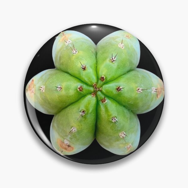 Item preview, Trichocereus Peruvianus l San Pedro l Cactus designed and sold by imyourfavorite.