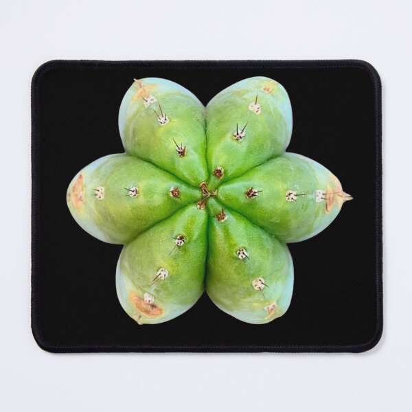 Item preview, Trichocereus Peruvianus l San Pedro l Cactus designed and sold by imyourfavorite.