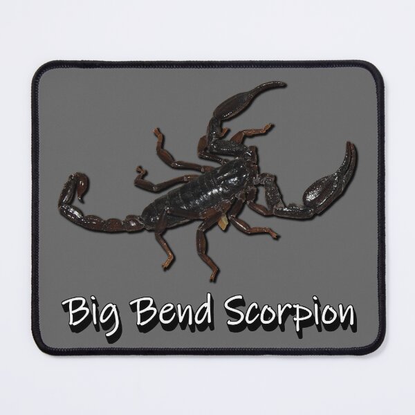 Item preview, Big Bend Scorpion designed and sold by Paul-Prints.