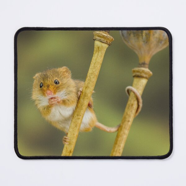 Item preview, Acrobatic Mouse designed and sold by Jane Stanley Photography.
