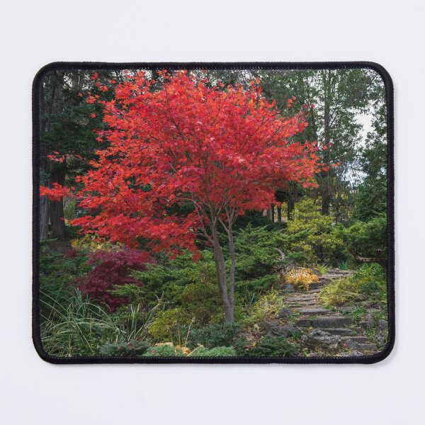 Item preview, Dainty Red Beauty - Glorious Japanese Maple by the Path designed and sold by Georgia Mizuleva.