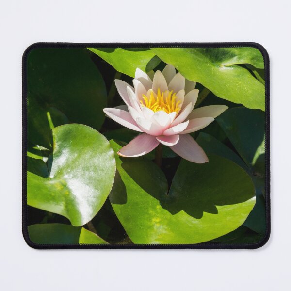 Item preview, Revealing Secrets - Soft Rosy Pink Waterlily with a Golden Heart designed and sold by Georgia Mizuleva.