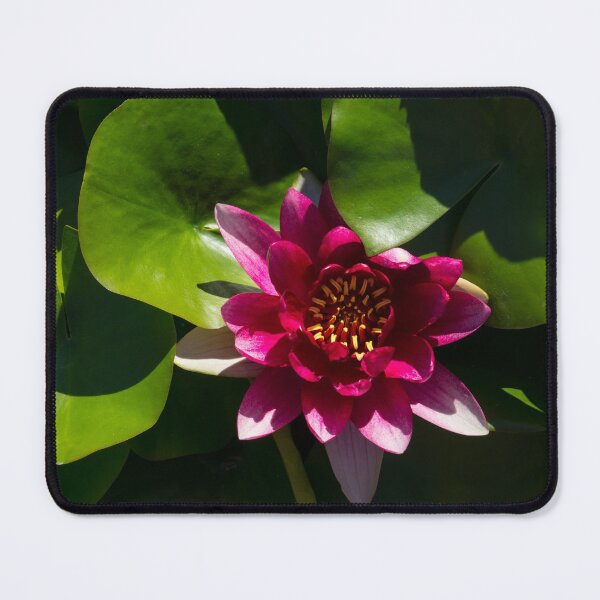 Item preview, Revealing Secrets - Fandango Pink Waterlily with a Golden Heart designed and sold by Georgia Mizuleva.