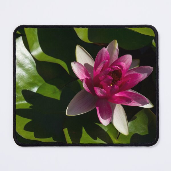 Item preview, Revealing Secrets - Varicolored Waterlily with Fandango Pink Centre designed and sold by Georgia Mizuleva.