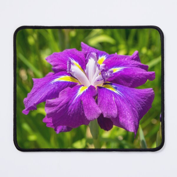 Item preview, Electric Purple Jewel - Japanese Iris Abloom designed and sold by Georgia Mizuleva.