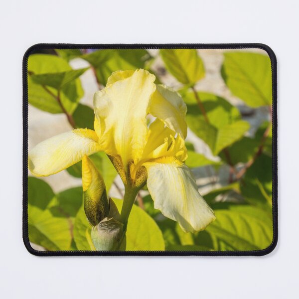 Item preview, Pale Gold Beauty - Yellow German Iris in the Sunshine designed and sold by Georgia Mizuleva.
