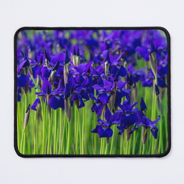 Item preview, A Garden for Vincent Van Gogh - Indigo Purple Irises Springtime Abundance - Take Two designed and sold by Georgia Mizuleva.