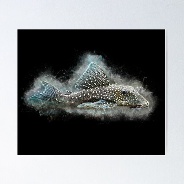 Item preview, L 128 Blue Phantom Catfish - Hemiancistrus sp designed and sold by AquariumLutter.