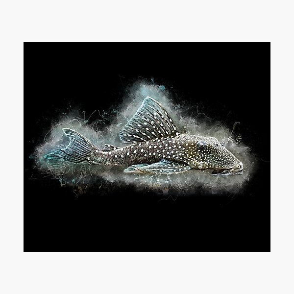 Item preview, L 128 Blue Phantom Catfish - Hemiancistrus sp designed and sold by AquariumLutter.