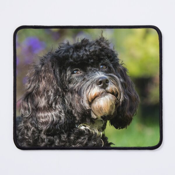 Item preview, Dreaming of Puppy Treats designed and sold by Jane Stanley Photography.