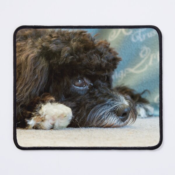 Item preview, Sleepy Cavapoo Puppy designed and sold by Jane Stanley Photography.