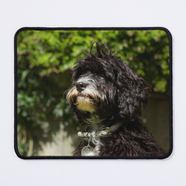 Item preview, Cavapoo Puppy Portrait designed and sold by Jane Stanley Photography.