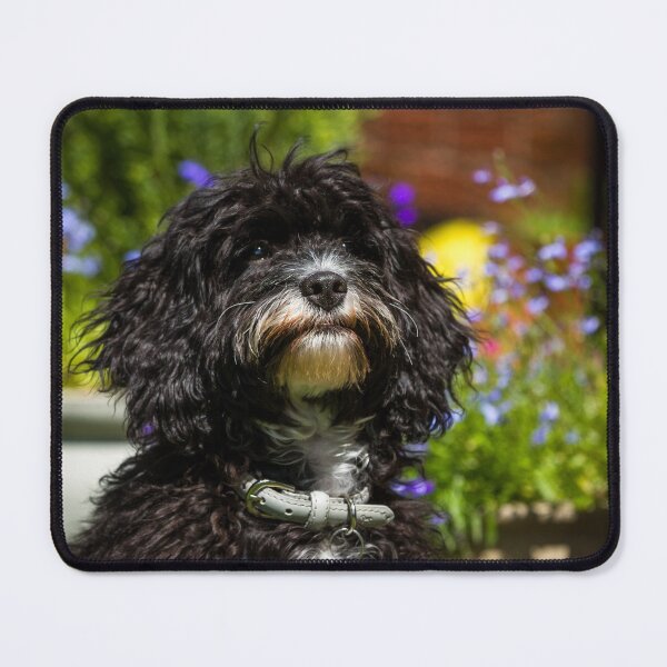 Item preview,  Black Cavapoo Puppy designed and sold by Jane Stanley Photography.