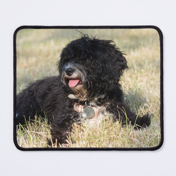 Item preview, Black Cavapoo Puppy designed and sold by Jane Stanley Photography.