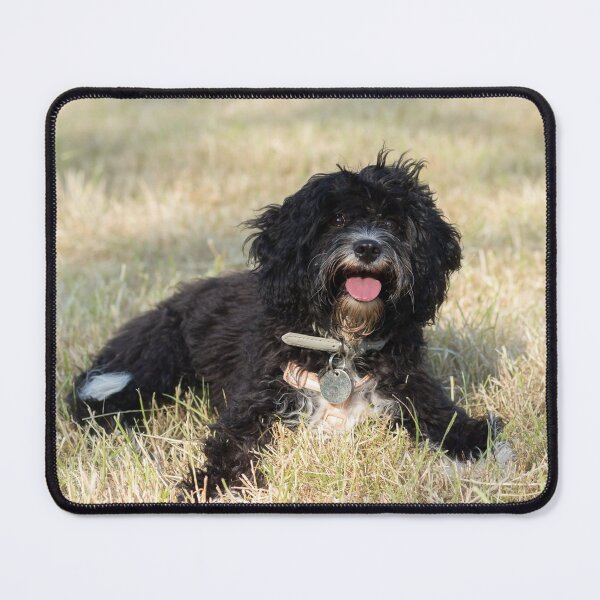 Item preview, Black Cavapoo Puppy designed and sold by Jane Stanley Photography.