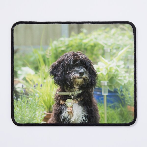 Item preview, Black Cavapoo Puppy designed and sold by Jane Stanley Photography.
