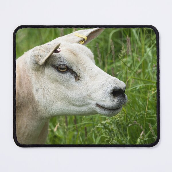 Item preview, Texel Sheep designed and sold by Jane Stanley Photography.