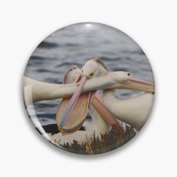 Item preview, Pelicans Establishing The Pecking Order designed and sold by Jason Gilbert.