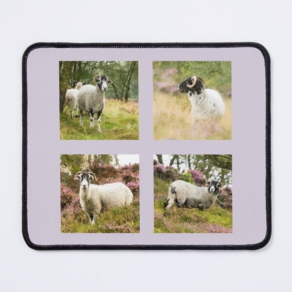 Item preview, Swaledale Sheep Collection designed and sold by Jane Stanley Photography.