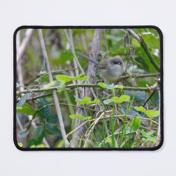 Item preview, Red-winged fairywren female in thorny bush designed and sold by hendrikspix.