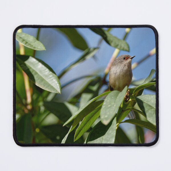 Item preview, Red-winged fairywren female in leafy bush designed and sold by hendrikspix.