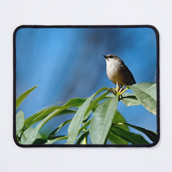 Item preview, Red-winged fairywren female in leafy bush designed and sold by hendrikspix.