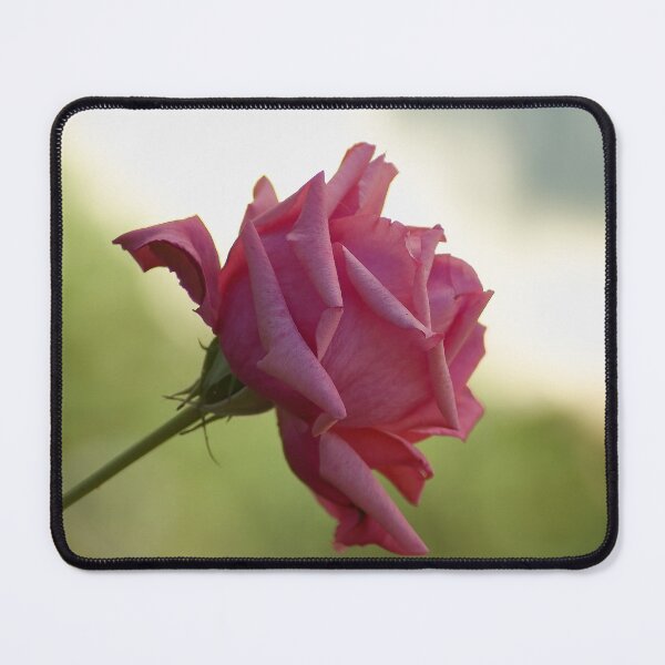 Item preview, The pink rose designed and sold by Kiran-Fine-Art.