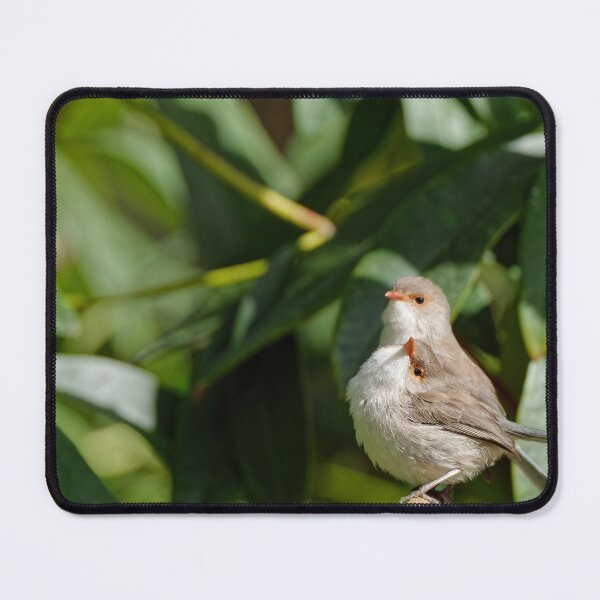 Item preview, Two Red-winged fairywren females together on a branch designed and sold by hendrikspix.