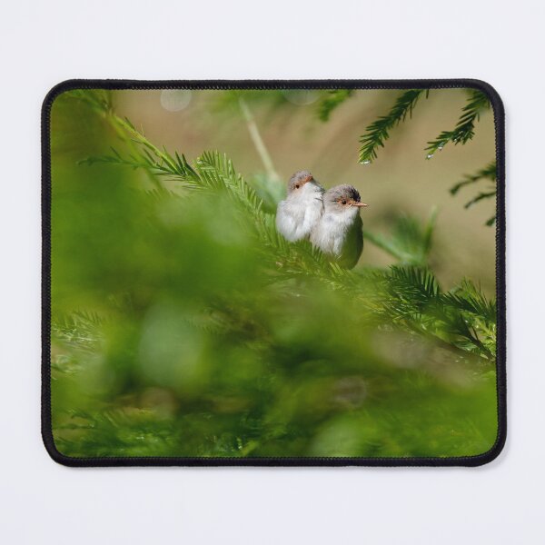 Item preview, Two Red-winged fairywren females cuddling together designed and sold by hendrikspix.
