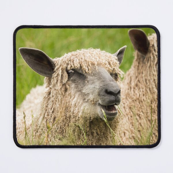 Item preview, Happy Lambs, Wensleydale Sheep designed and sold by Jane Stanley Photography.